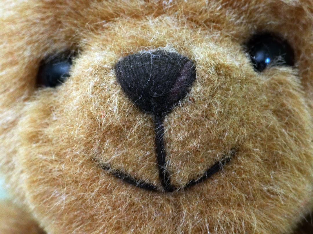 StudyBuddyBoard teddy mascot